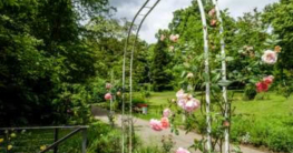 wann-waechst-rosenbogen-zu
