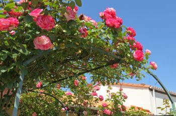 Rosen-Pergola