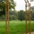 rosenbogen_rost_1